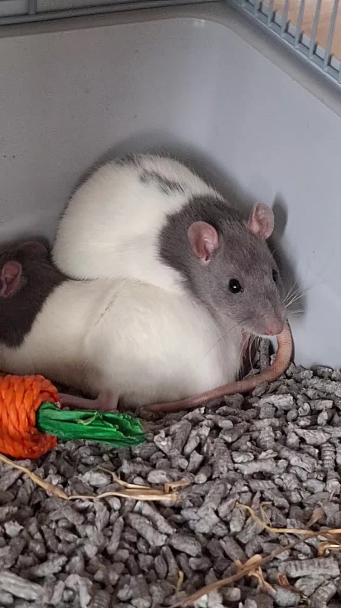 Rat rodents for sale: 2 Female rats +cage  - Video 1