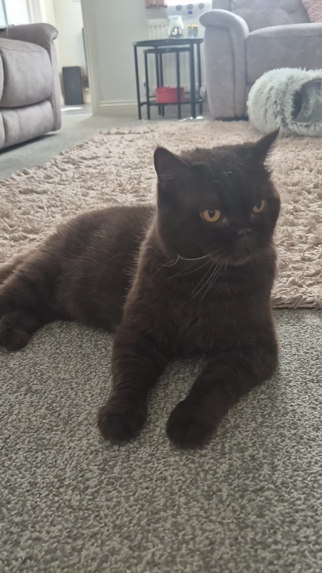 British Longhair cats for sale: GCCF Registered Beautifiul Retired Chocolate Lady - Video 1