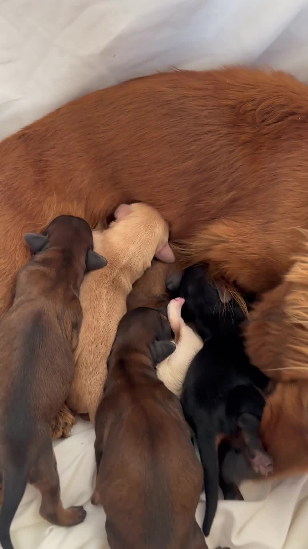 Dachshund dogs for sale: KC REG miniature dachshund - Video 1