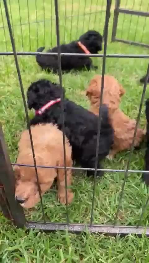 Miniature Poodle dogs for sale: 💌 To Loving Homes Only: - Video 1