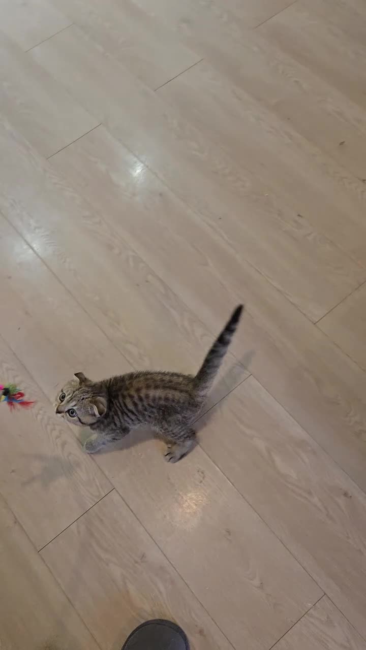 British Shorthair cats for sale: STUNNING! British Shorthair Black Golden Tabbys - Video 2