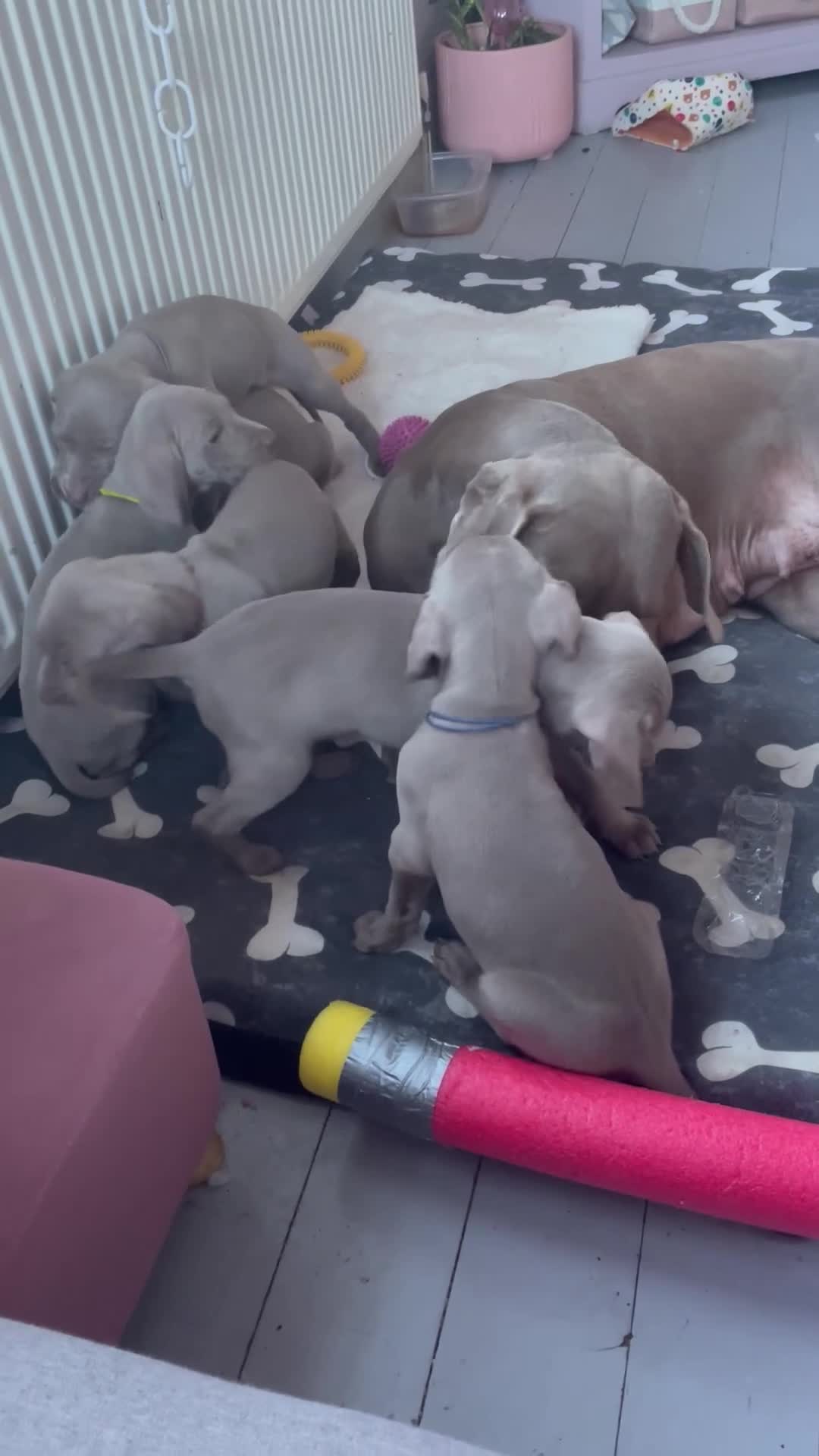 Weimaraner dogs for sale: KC registered Silver puppies - Video 2