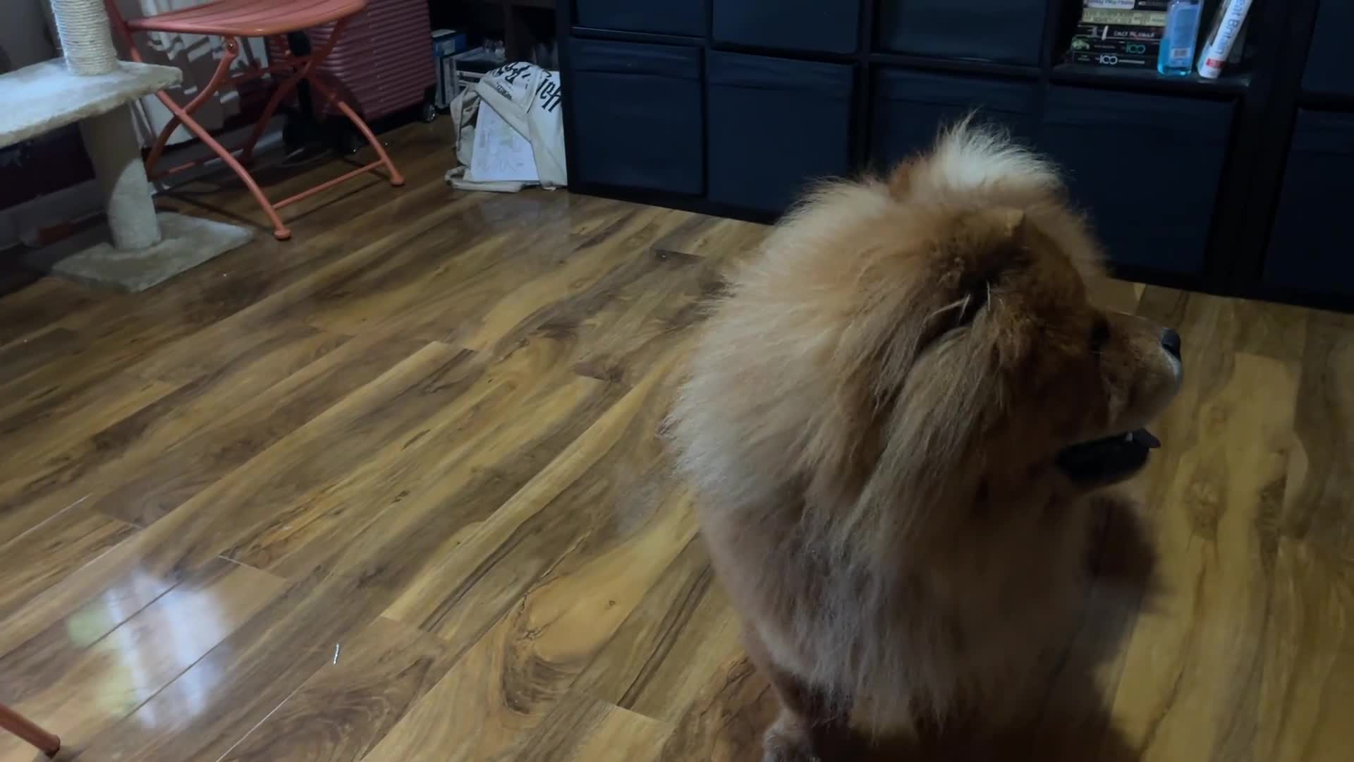 Chow Chow dogs for sale: Chow Chow  - Video 1