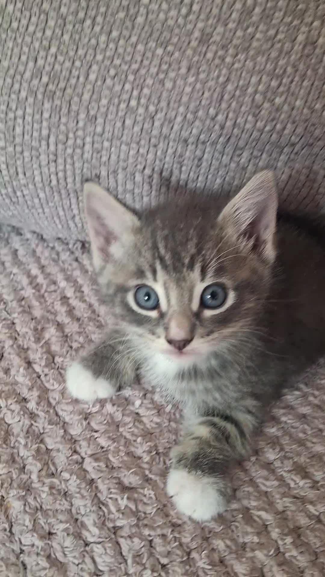 Mixed Breed cats for sale: Gorgeous kittens  - Video 3