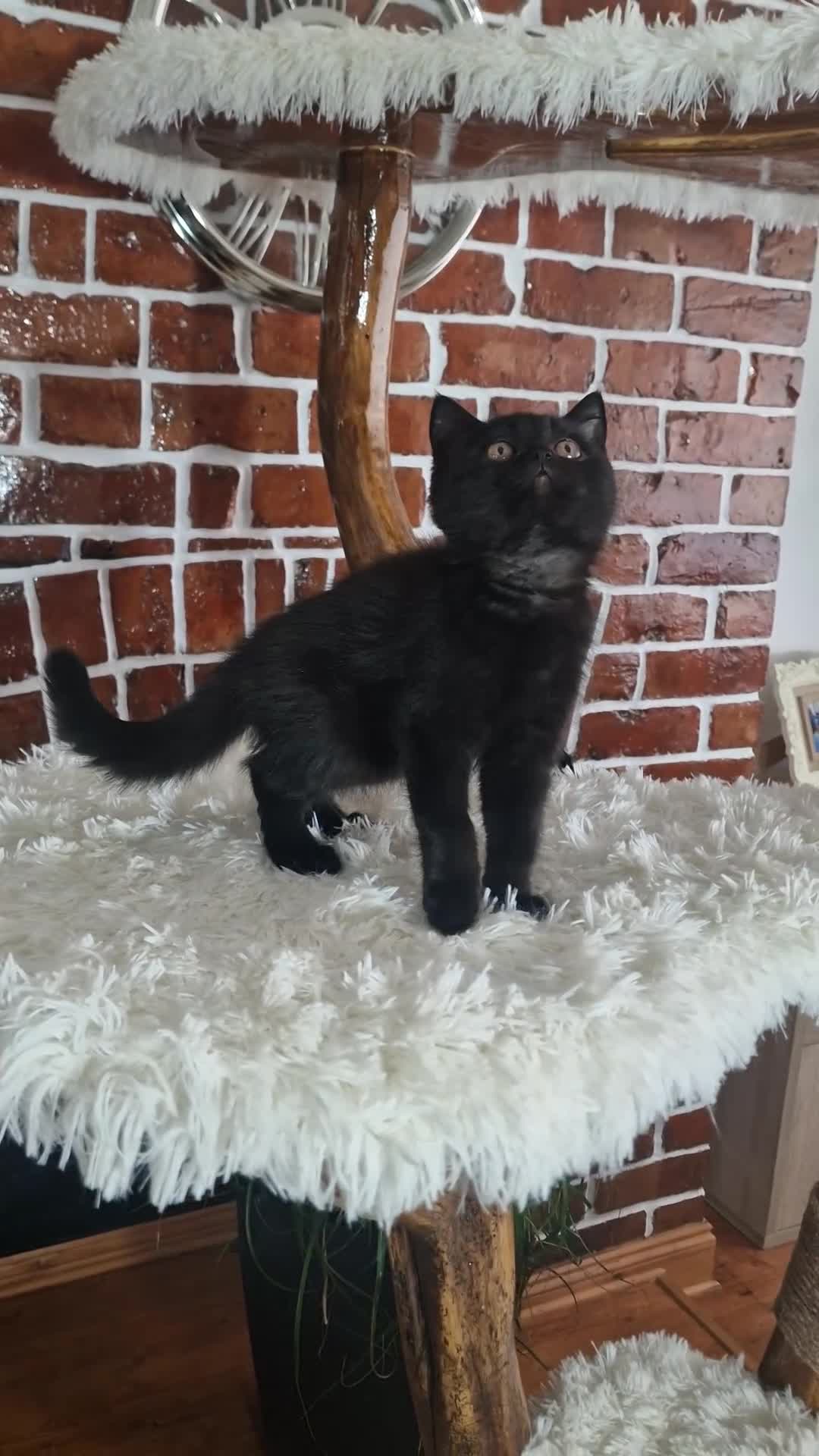 British Shorthair cats for sale: Tica Reg British Shorthair kittens Champion Lines - Video 1
