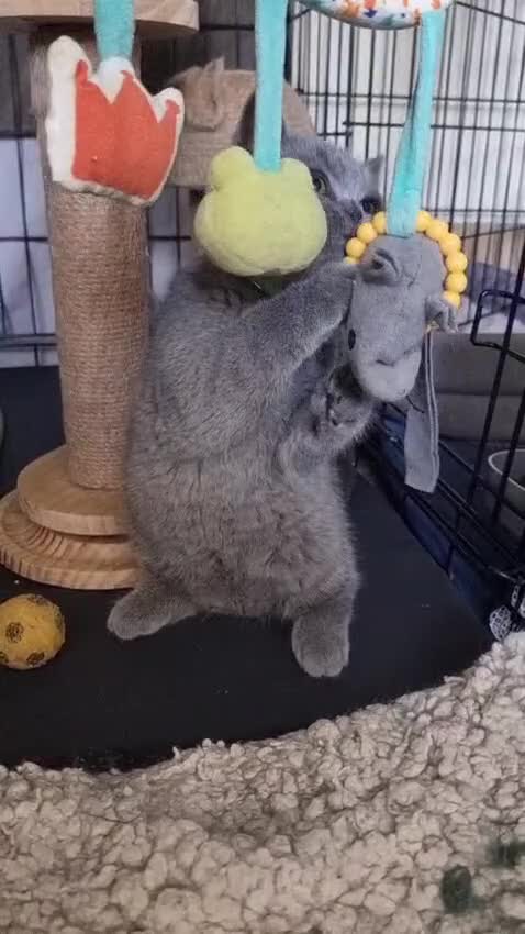 British Shorthair cats for sale: 3 Left Blue BSH Kittens Healthy GCCF Pedigree  - Video 5
