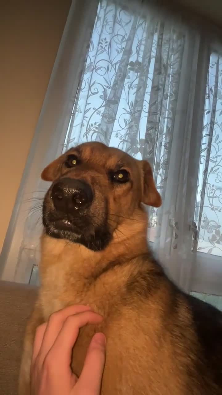 German Shepherd dogs for stud: GSDfor stud  - Video 1