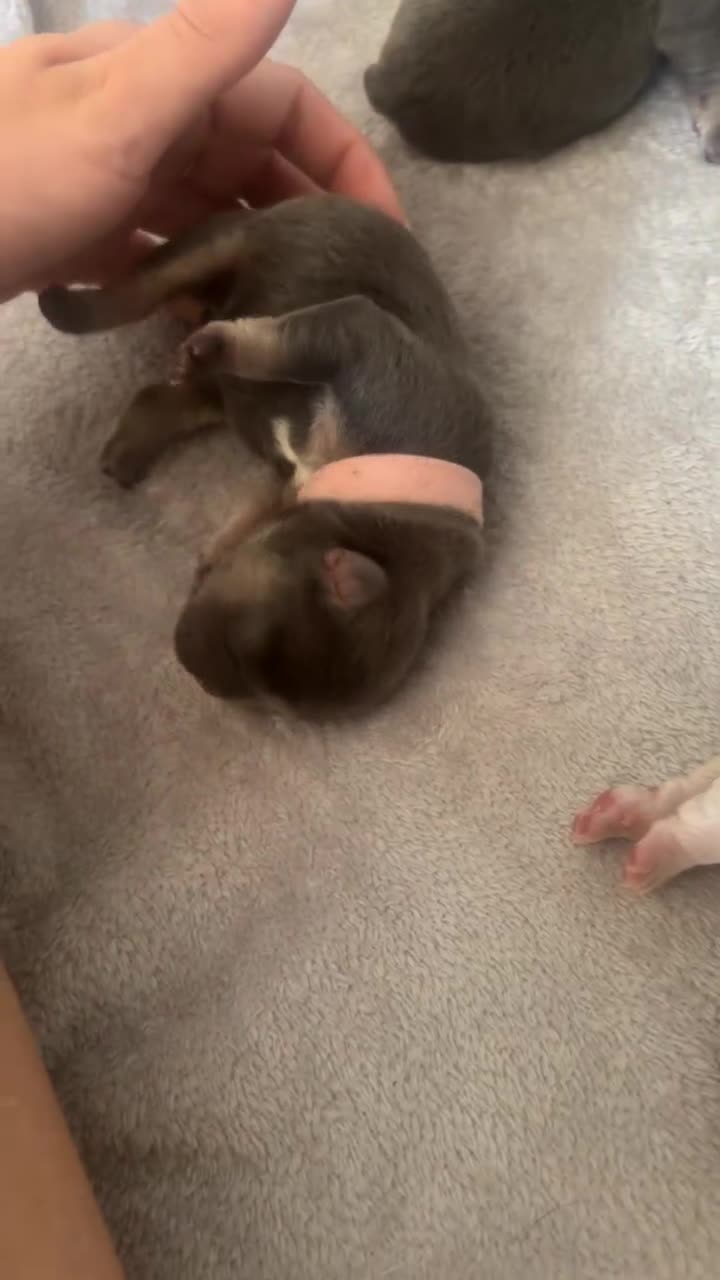 French Bulldog dogs for sale: FULL KC REG FRENCH BULLDOG  - Video 3