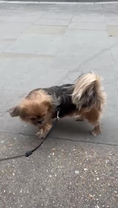 Mixed Breed dogs for adoption: 💙Barry: 9-10-year-old Tibetan Spaniel cross💙 - Video 1
