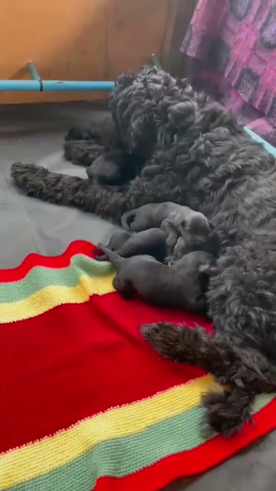 Russian Black Terrier dogs for sale: Black Russian Terrier Puppies - Video 2
