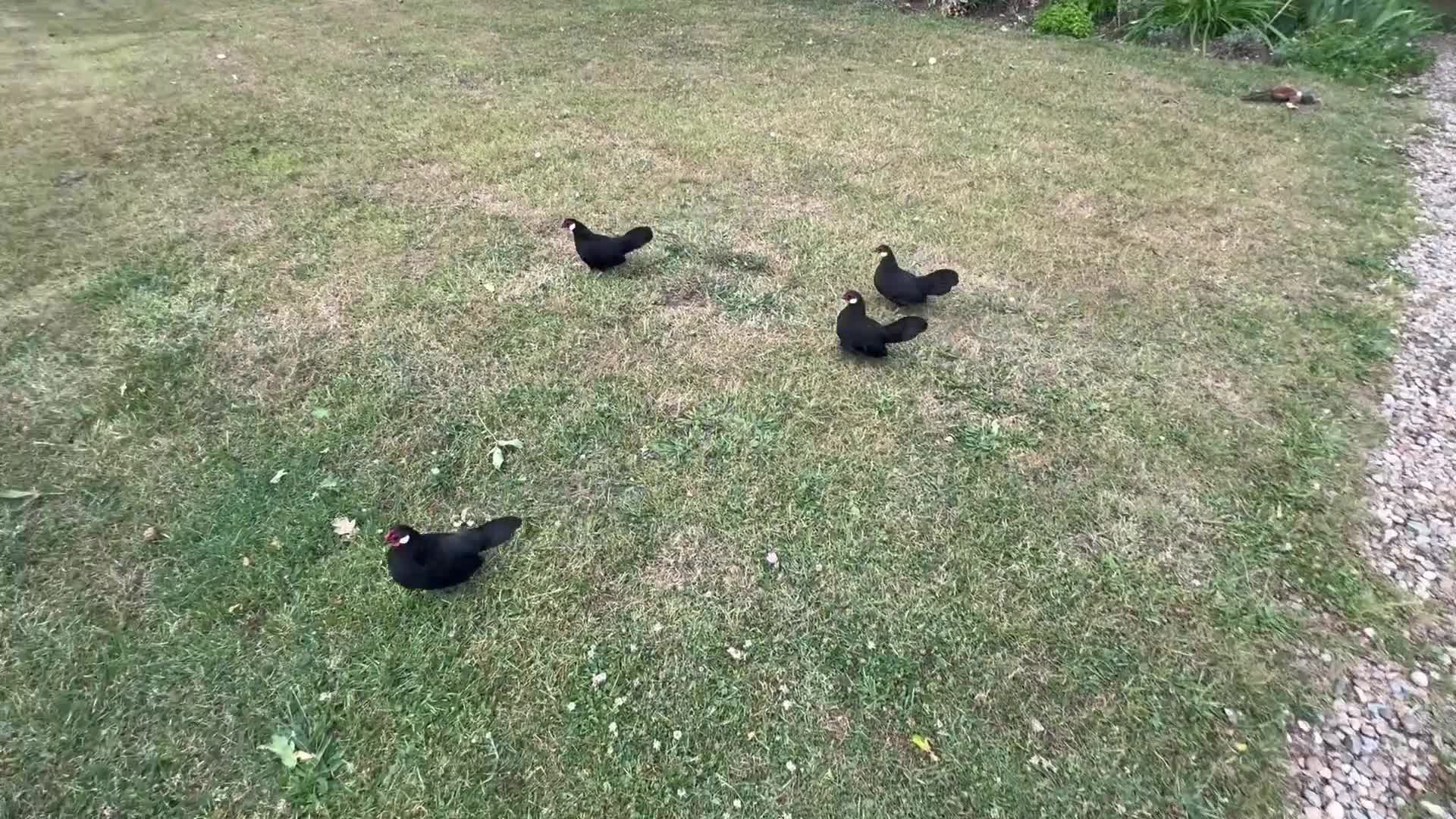 Chickens poultry for sale: Black Rosecomb Bantam pairs for sale  - Video 2