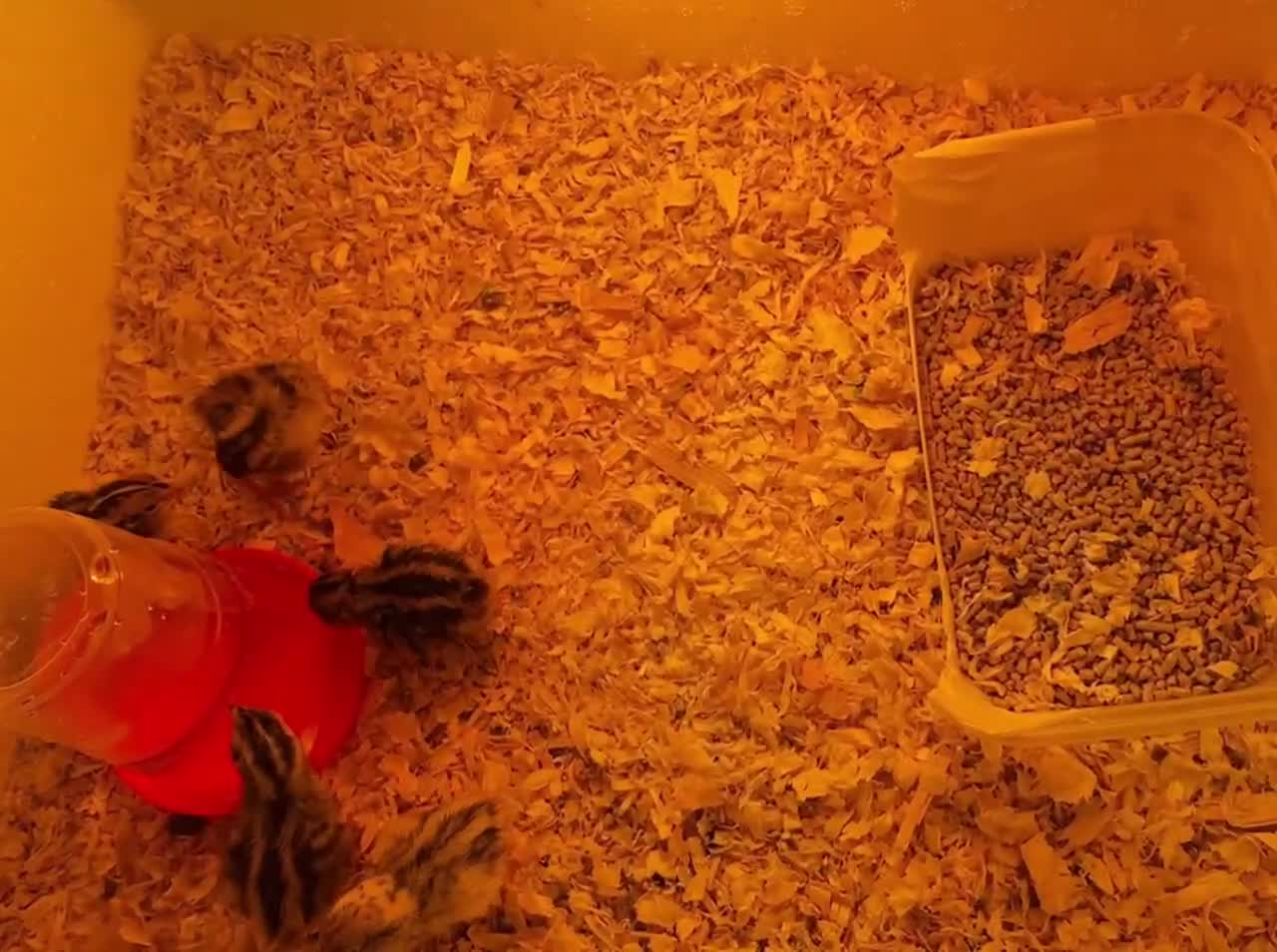 Quail poultry for sale: Healthy Button quail chicks. - Video 1