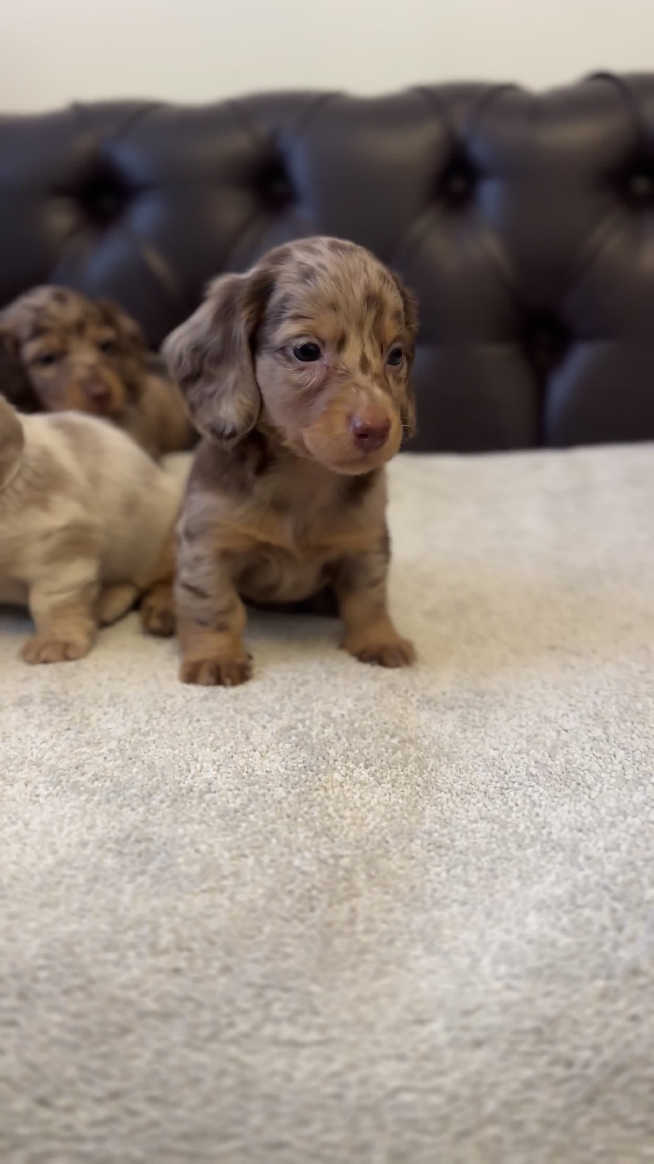 Miniature Dachshund dogs for sale: Dachshund miniature long hair  - Video 2