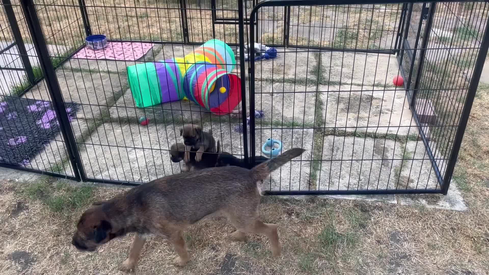 Border Terrier dogs for sale: Home Bred Border Terrier Puppoes  in Haverhill - Video 2