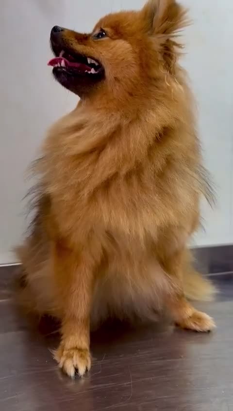 Pomeranian dogs for adoption: Lucy: The Puppy Who Lived Through a Nightmare - Video 1