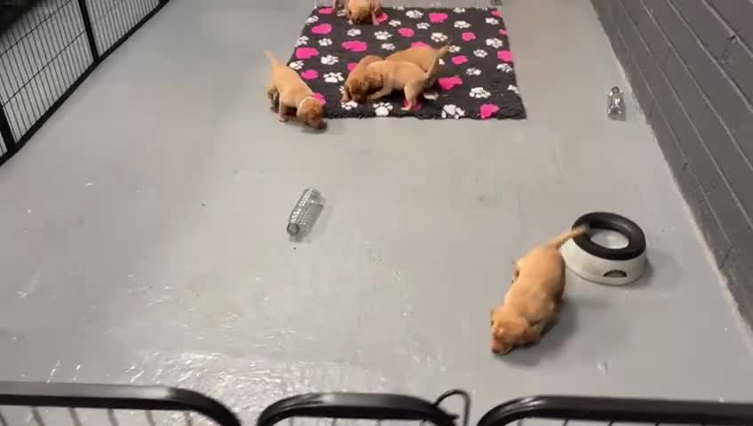 Labrador Retriever dogs for sale: Gorgeous KC Health Checked Labrador Puppies - Video 1