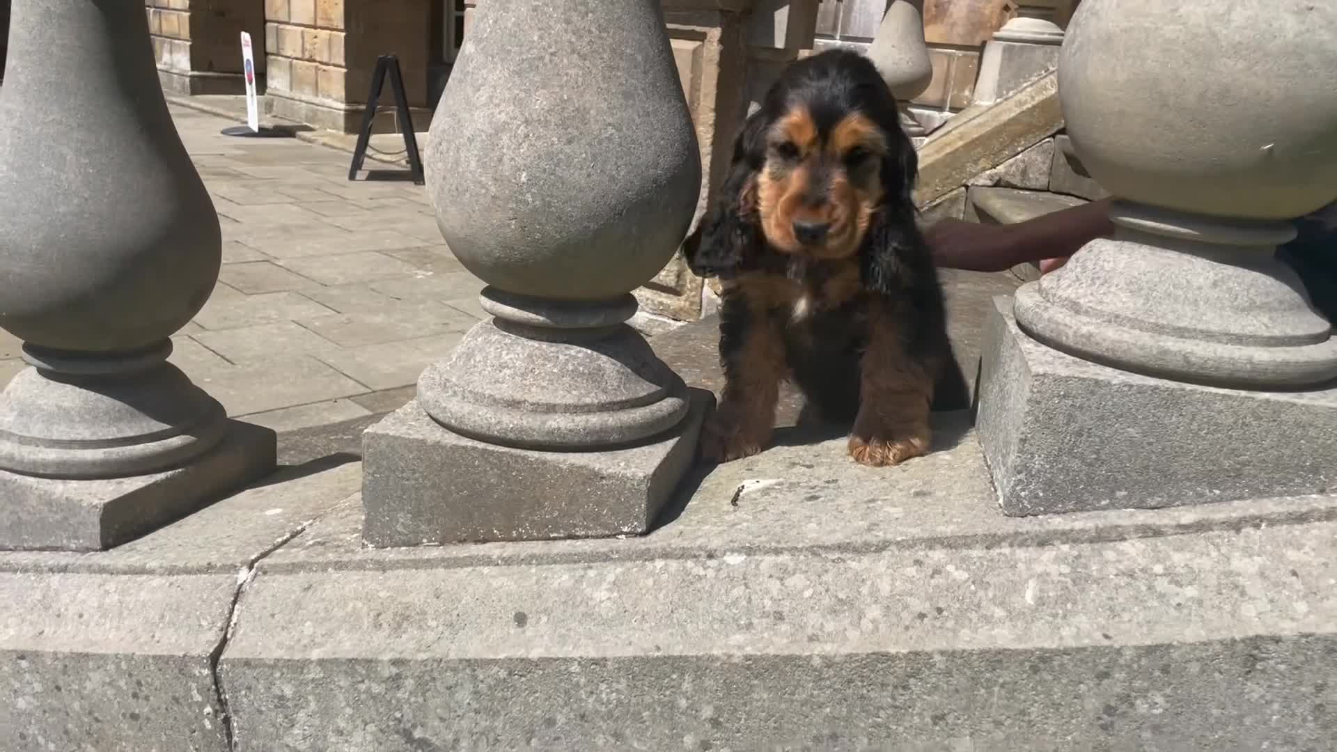 Cocker Spaniel dogs for sale: Show type cocker spaniel  in Banff - Video 4