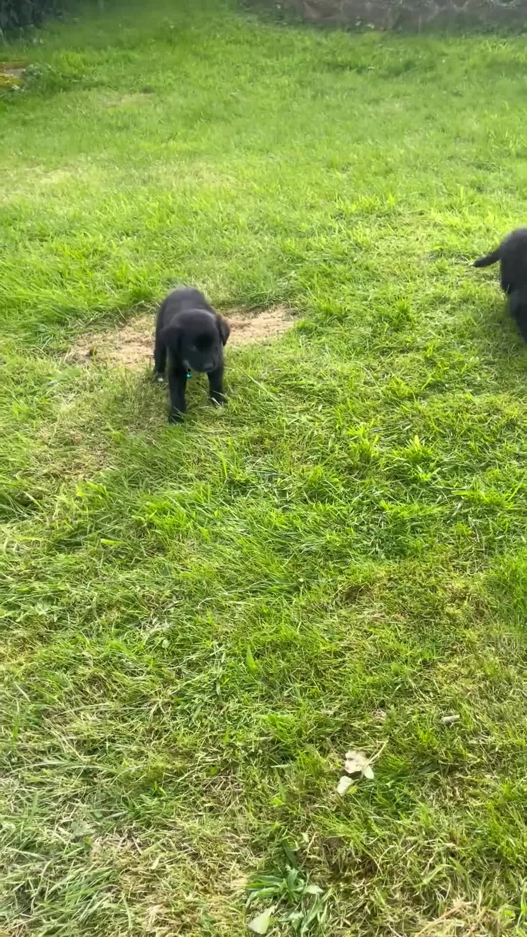 Mixed Breed dogs for sale: Lovely litter of fluffy Sprockers - Video 1