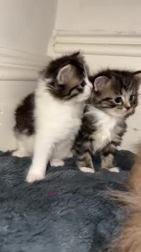 Ragdoll cats for sale: Ragdoll x Domestic Shorthair Cross Breed! - Video 1