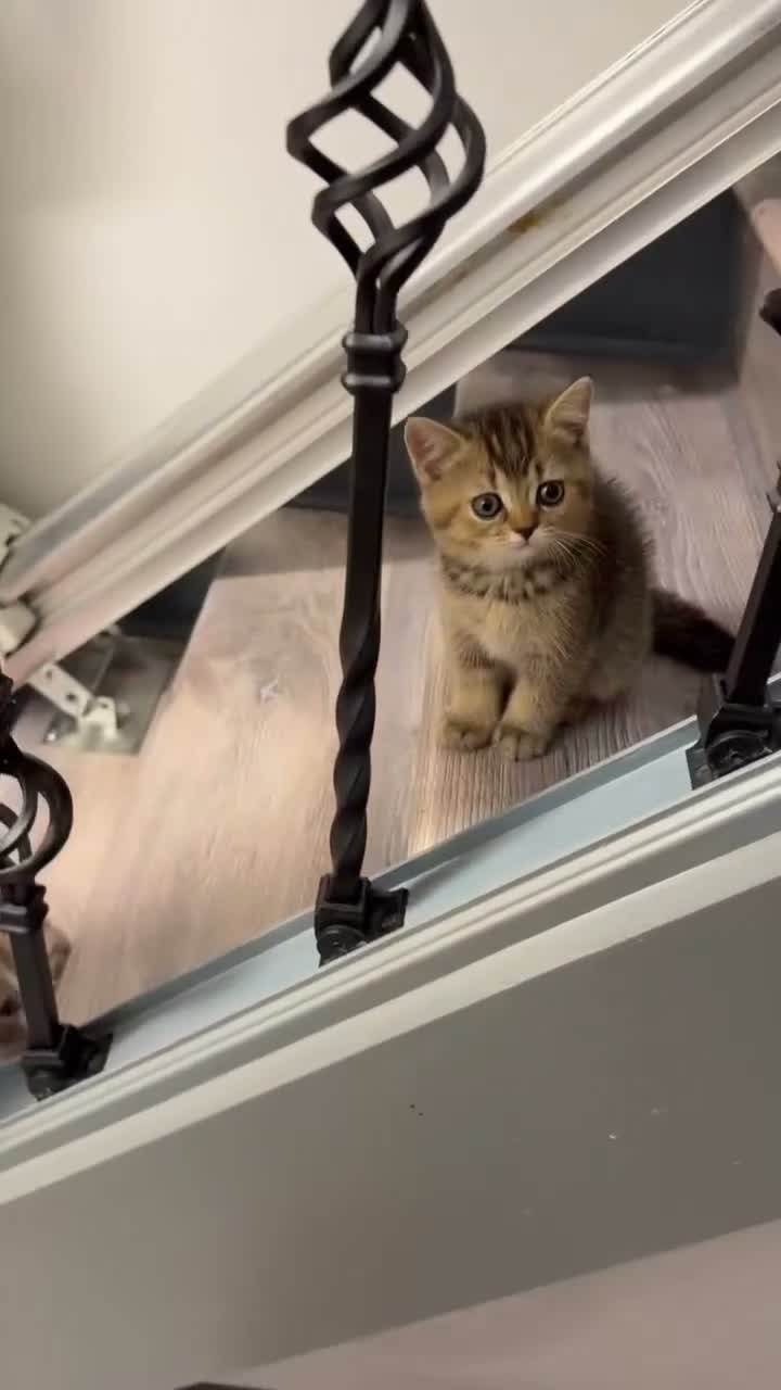 British Shorthair cats for sale: BSH golden chinchila Tica registered 💝🌟🥇🥇🥇🥇 - Video 3