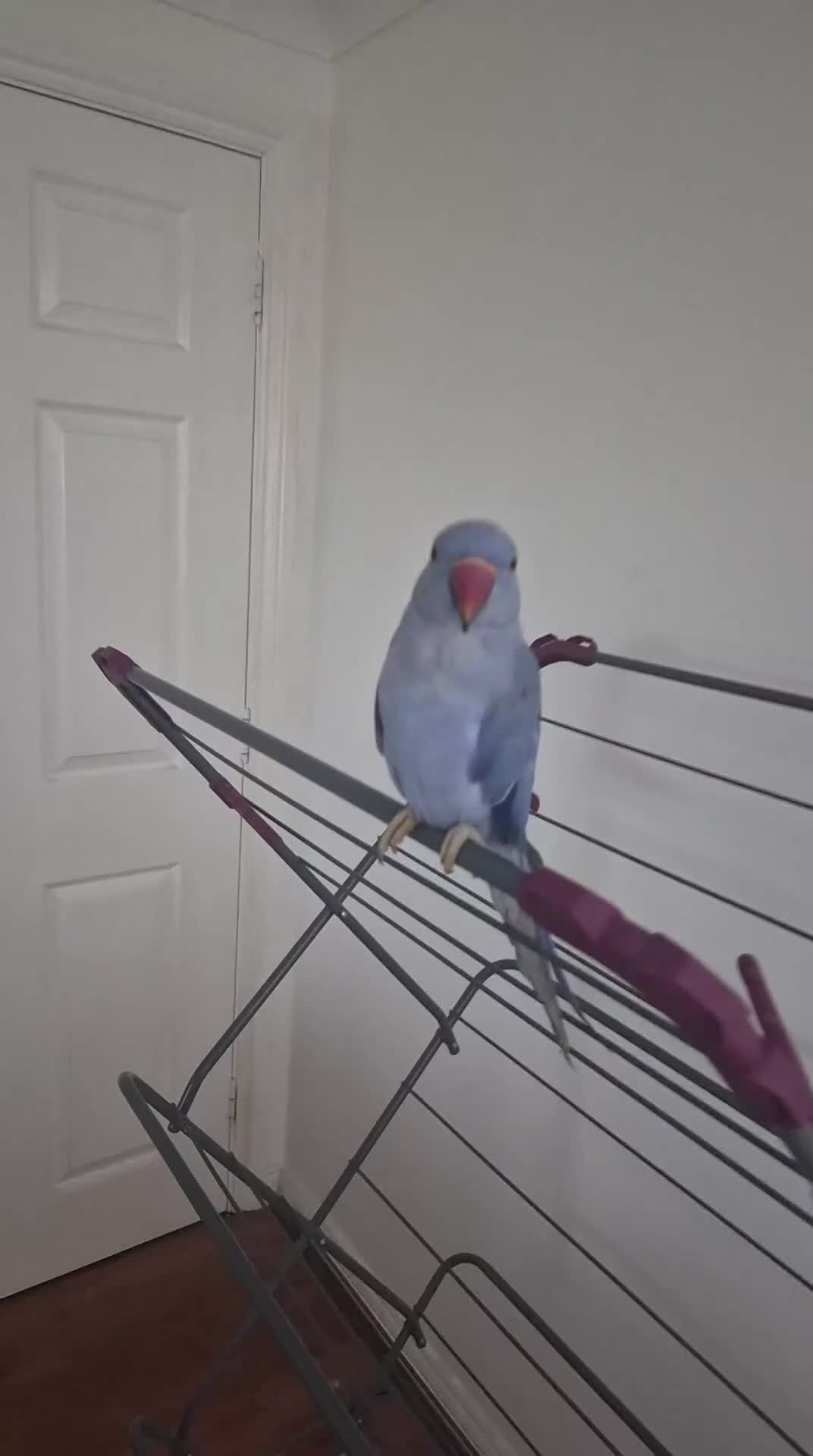 Ringnecks birds for sale: Double factor violet ringneck  - Video 1