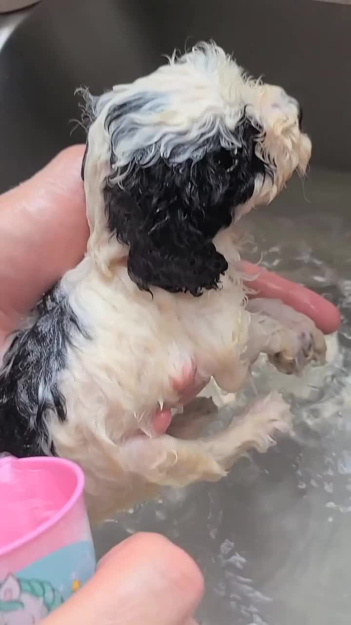 Cockapoo dogs for sale: SUPER PLUSH COATS. F1b Cockapoos. Health Tested - Video 1