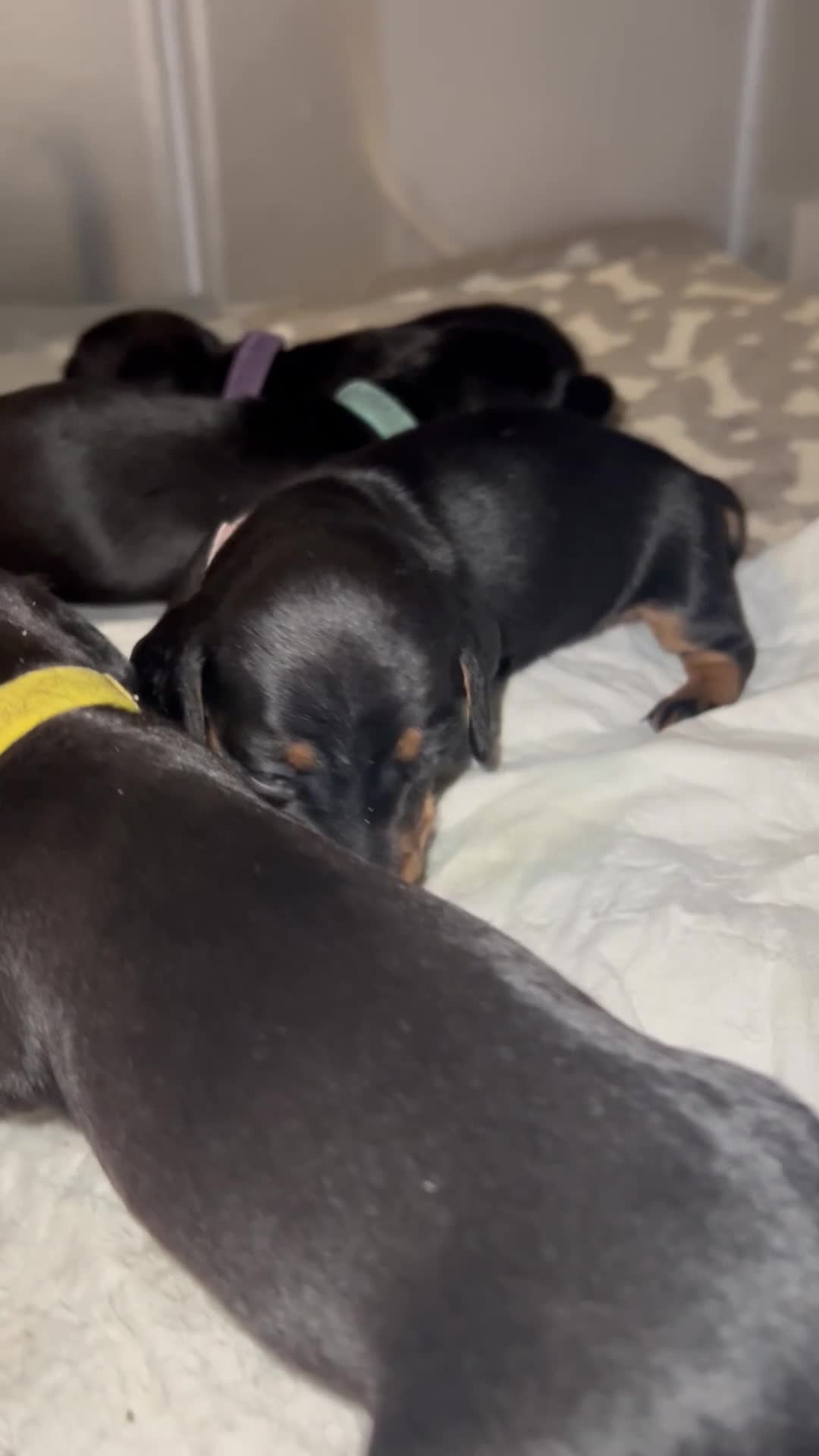 Miniature Dachshund dogs for sale: Black and Tan miniature dachshunds  - Video 2