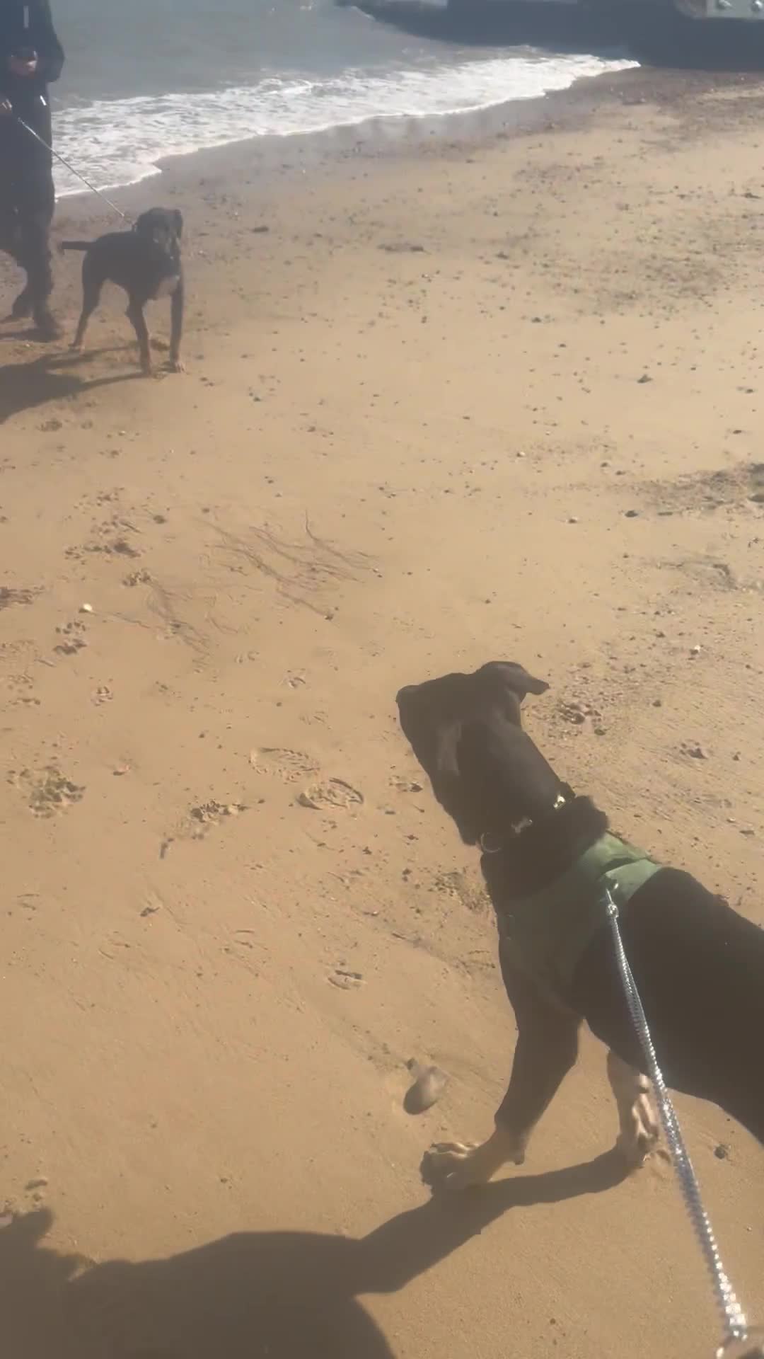 Mixed Breed dogs for sale: 2 beautiful ridgebacks  - Video 1
