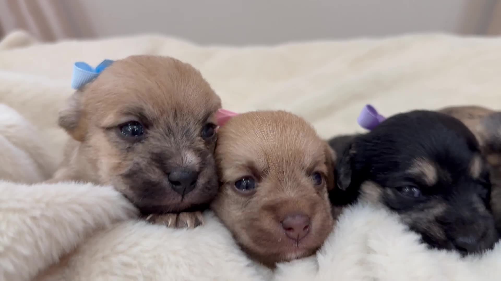 Jack Russell dogs for sale: Much Wenlock Jack Russell Pups  - Video 1