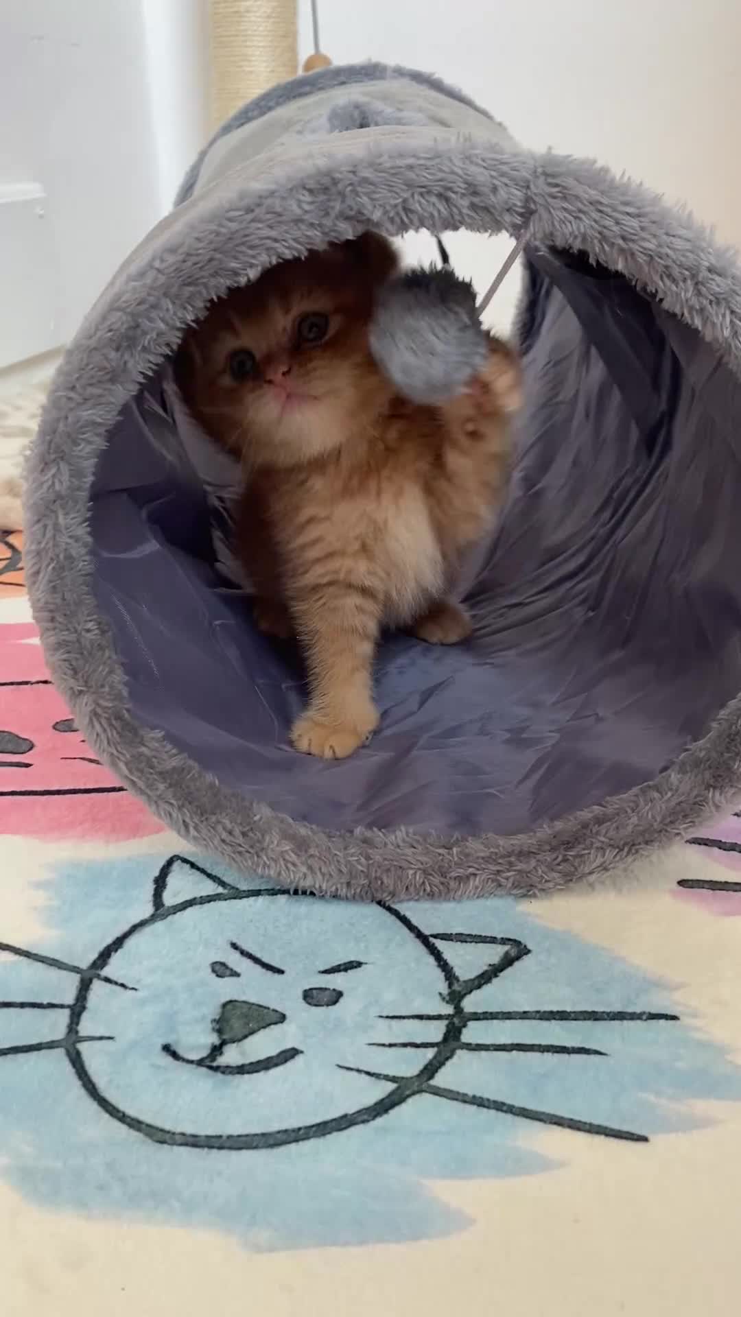 British Shorthair cats for sale: British Shorthair Kitten in Saltash - Video 1