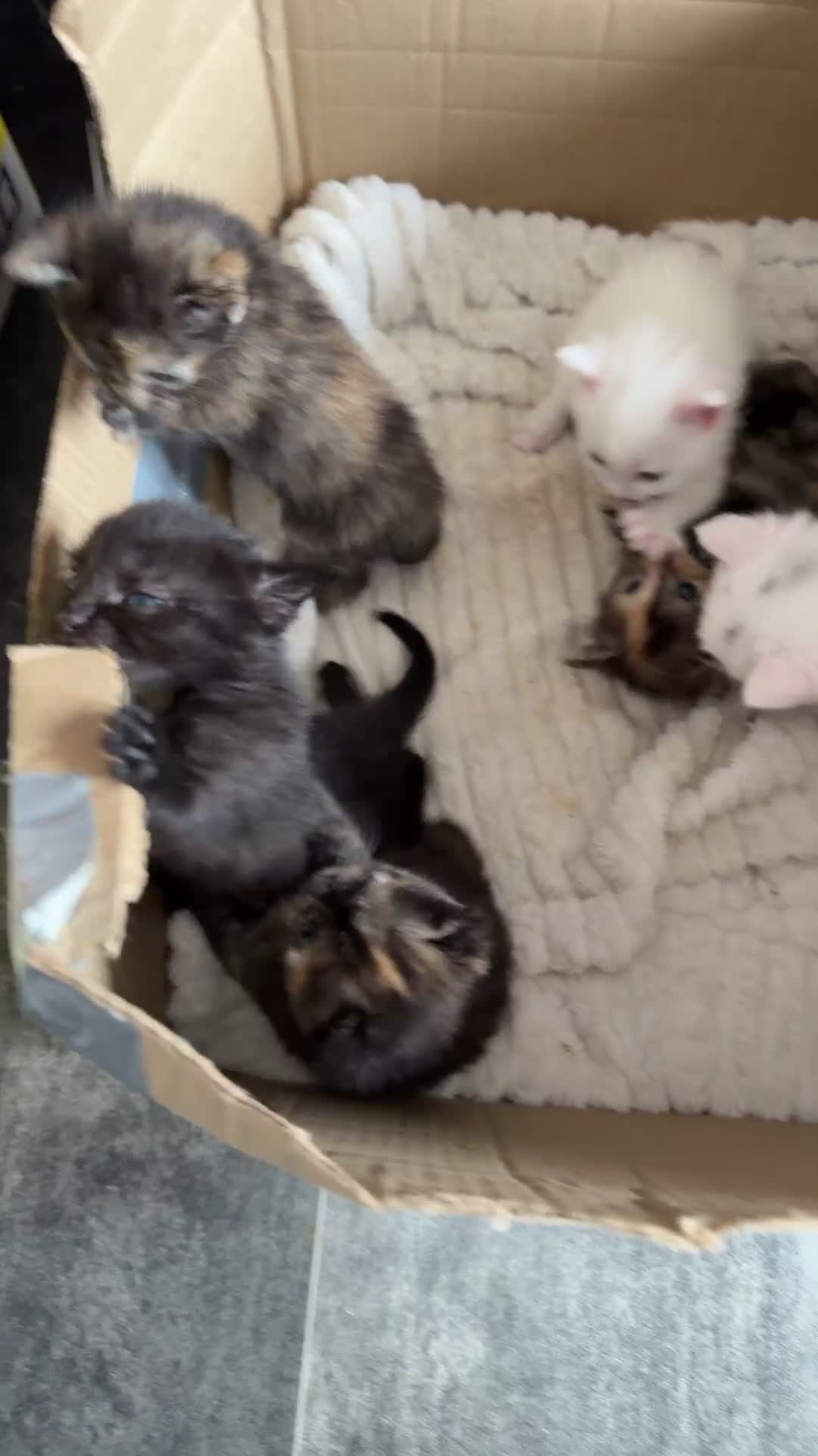 Turkish Angora cats for sale: 6 gorgeous kittens  in Buckingham - Video 1