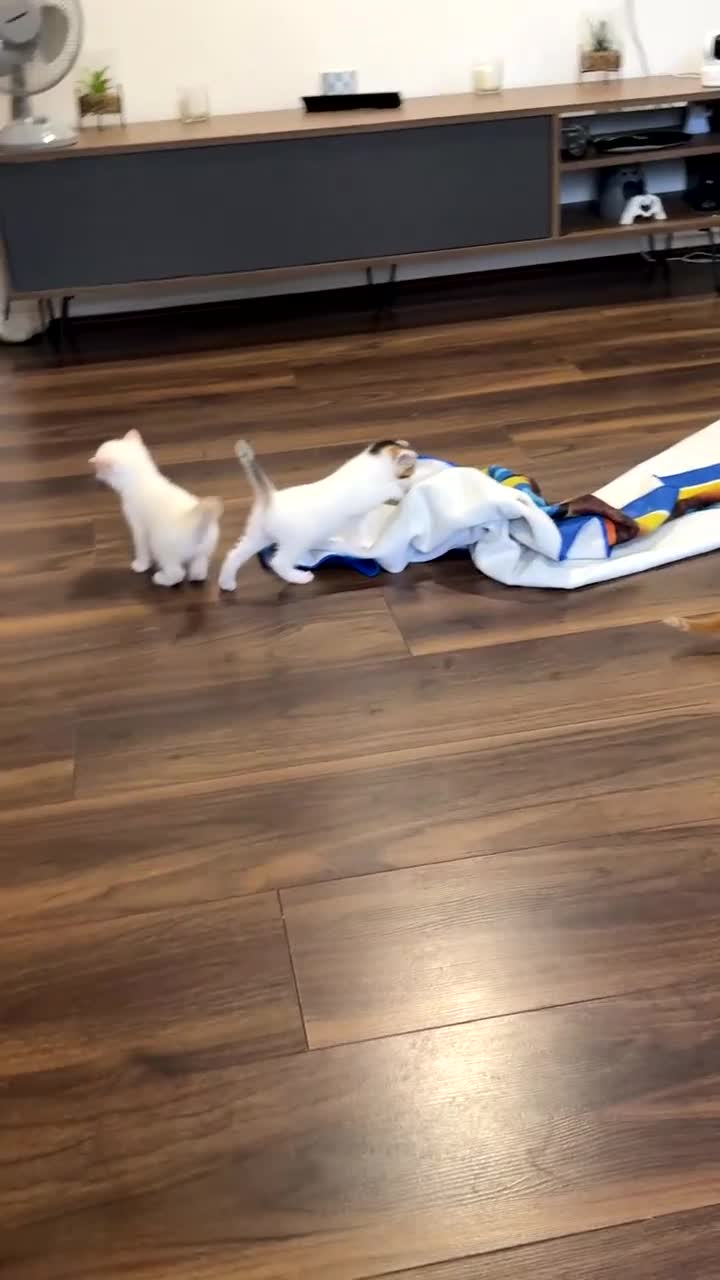 Mixed Breed cats for sale: Kittens for sale‼️ - Video 2