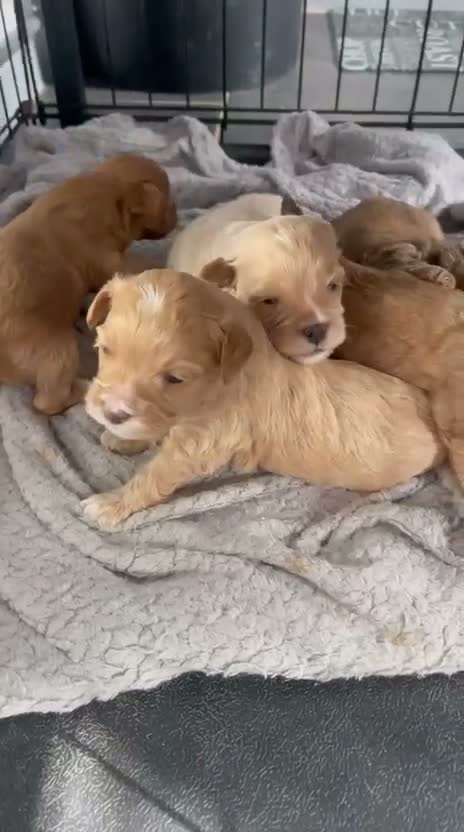 Pomapoo dogs for sale: Beautiful Pomapoo puppies - Video 1