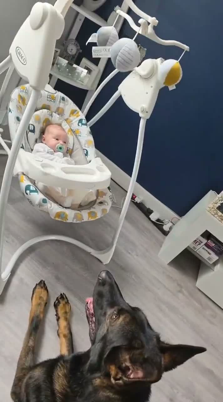 German Shepherd dogs for sale: ❤️ BRUNO IS LOOKING FOR HIS FOREVER HOME 🐾 in Northampton - Video 2