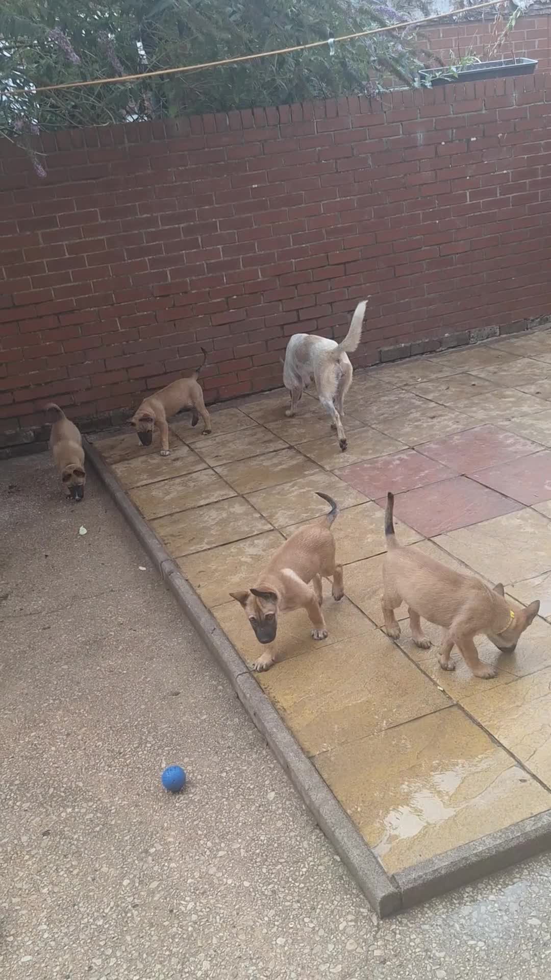 Belgian Shepherd Dog dogs for sale: Reduced Ready to leave  - Video 1