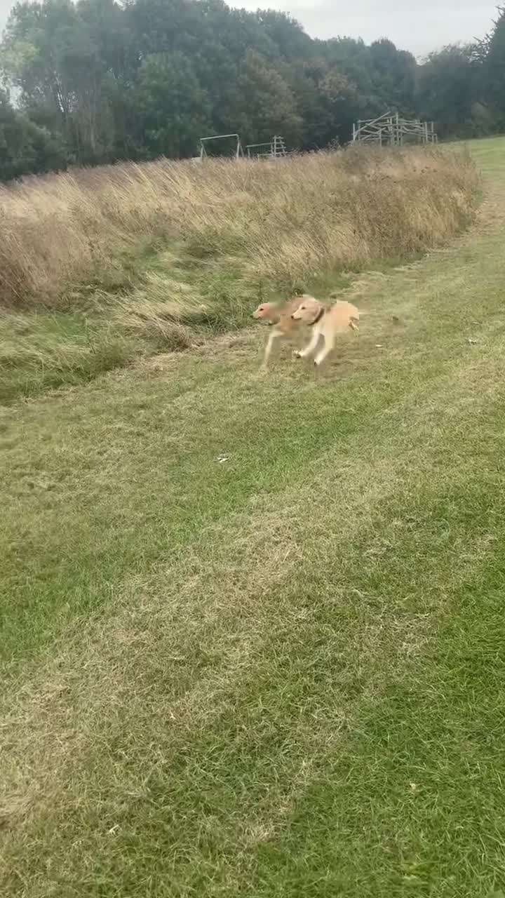 Mixed Breed dogs for sale: Rocky in Middlesbrough - Video 1