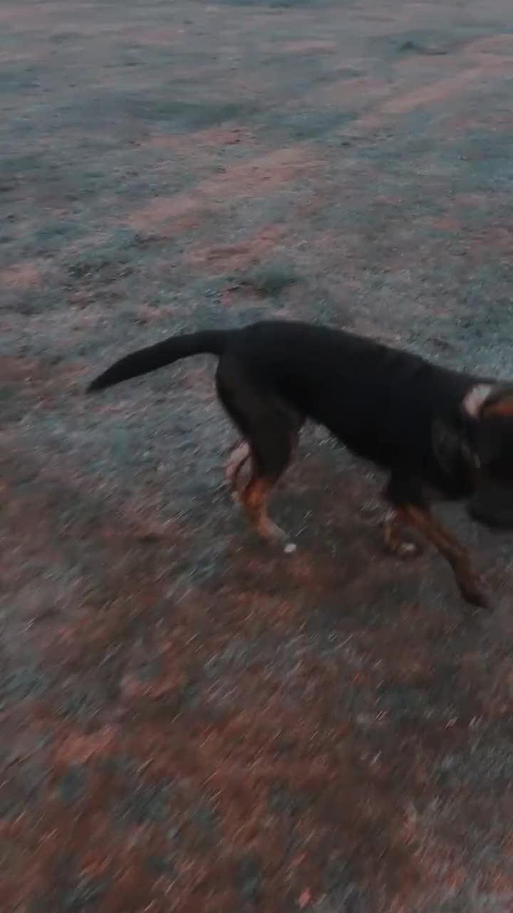 Labrador Retriever dogs for sale: Marley  in Duns - Video 1