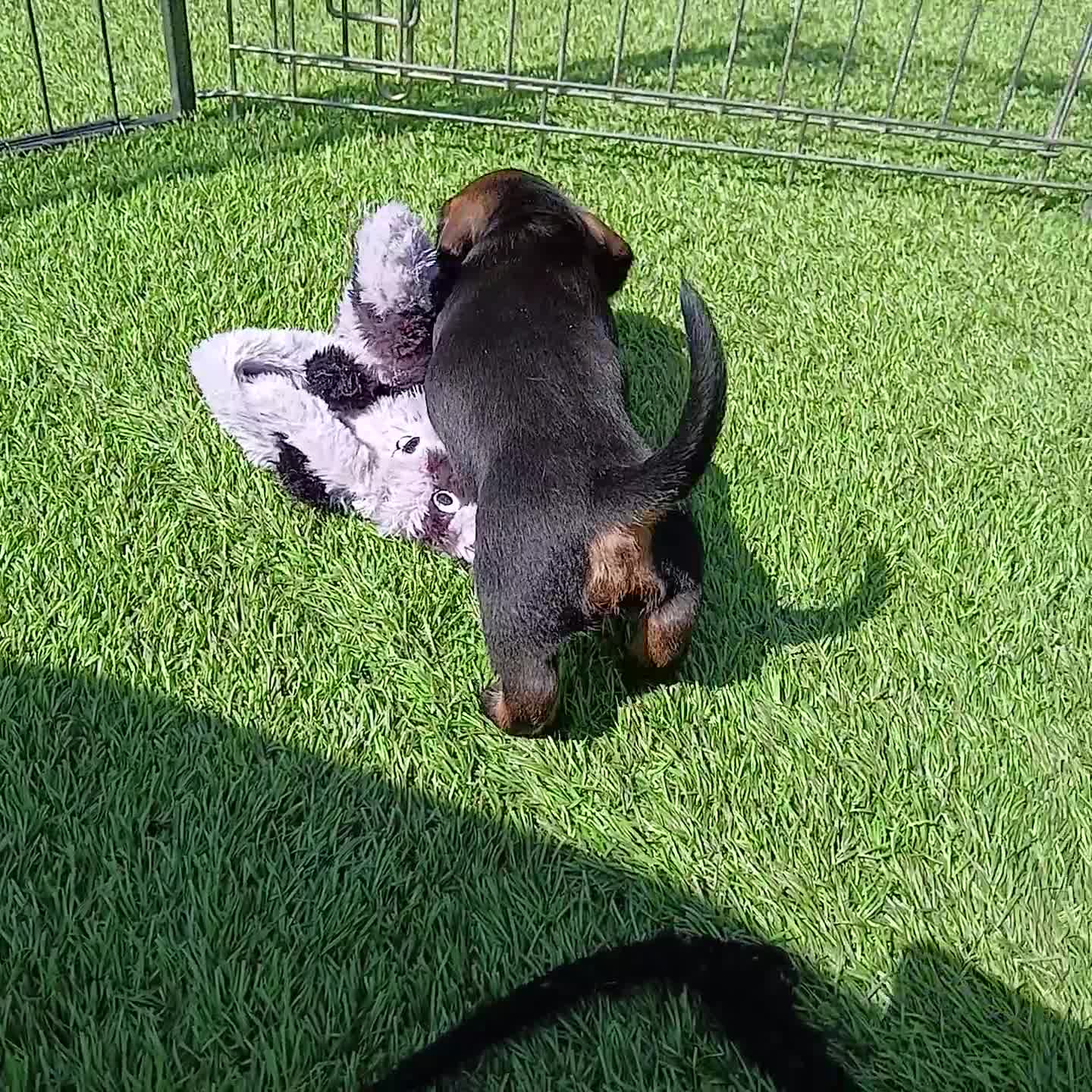 Miniature Dachshund dogs for sale: Miniature Wirehaired Dachshund  - Video 1