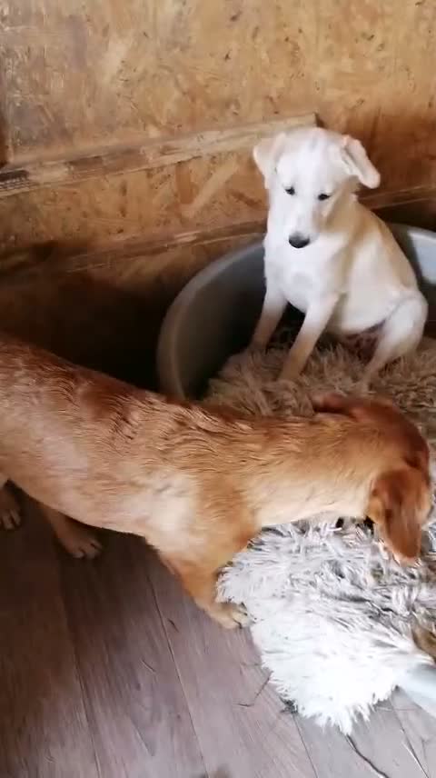 Mixed Breed dogs for adoption:  💙PRINCE💙: 8-month-old small-/low-medium boy - Video 2