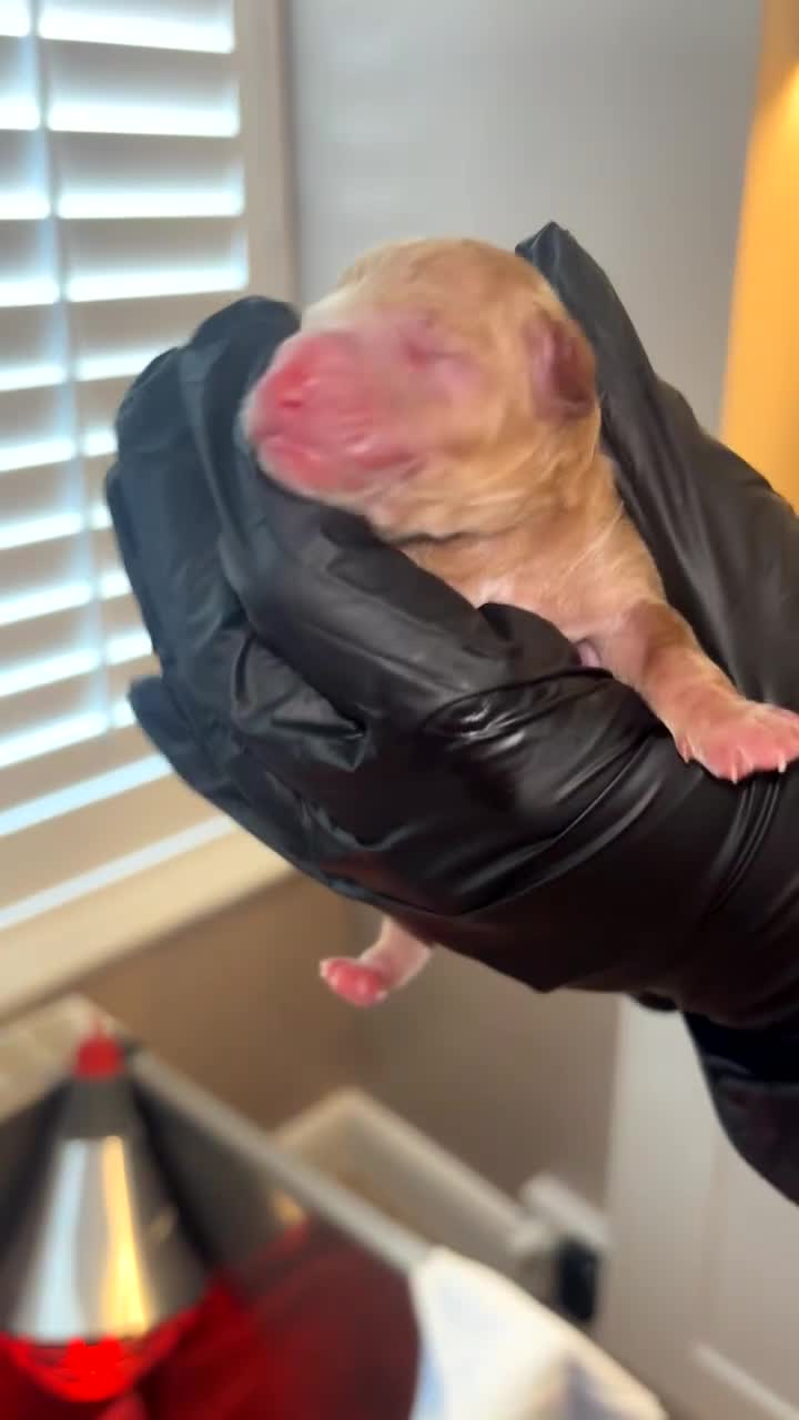 Cockapoo dogs for sale: Cockapoo puppies  in Liverpool - Video 1