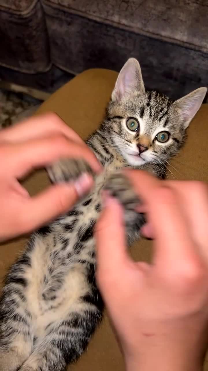 Domestic Shorthair cats for sale: Classic golden tabby kittens Full breed - Video 5