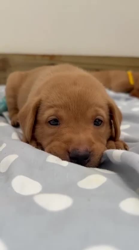 Labrador Retriever dogs for sale: KC Reg Fox red labrador litter of 6 dogs 4 bitches - Video 2