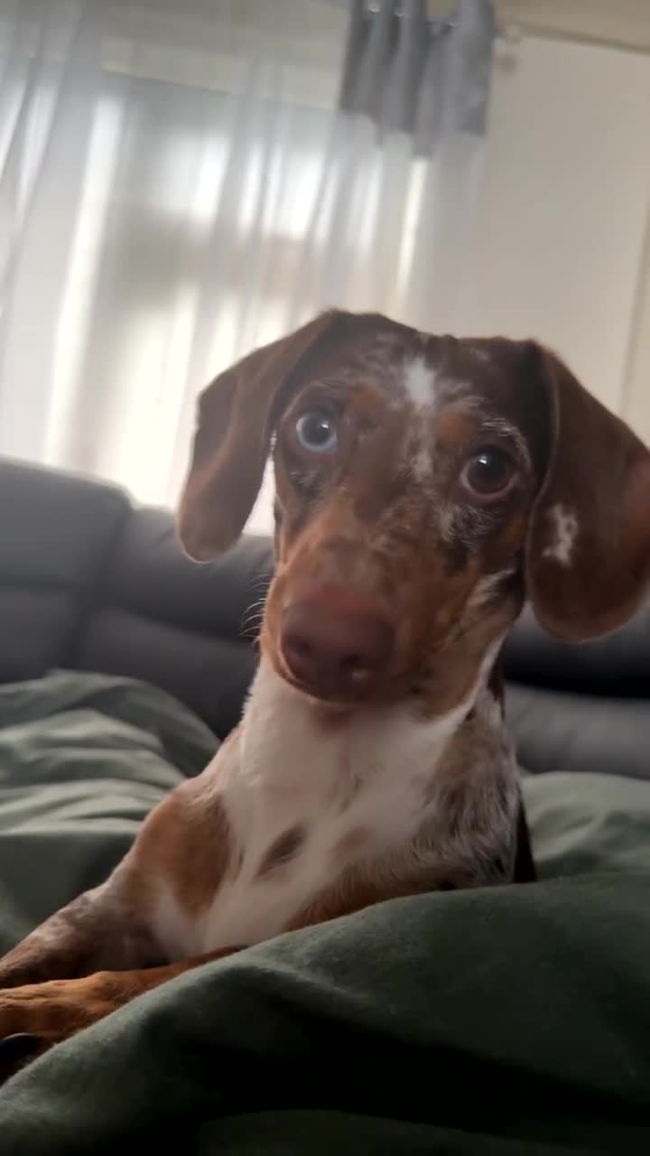 Dachshund dogs for sale: Miniature Dachshund  - Video 1