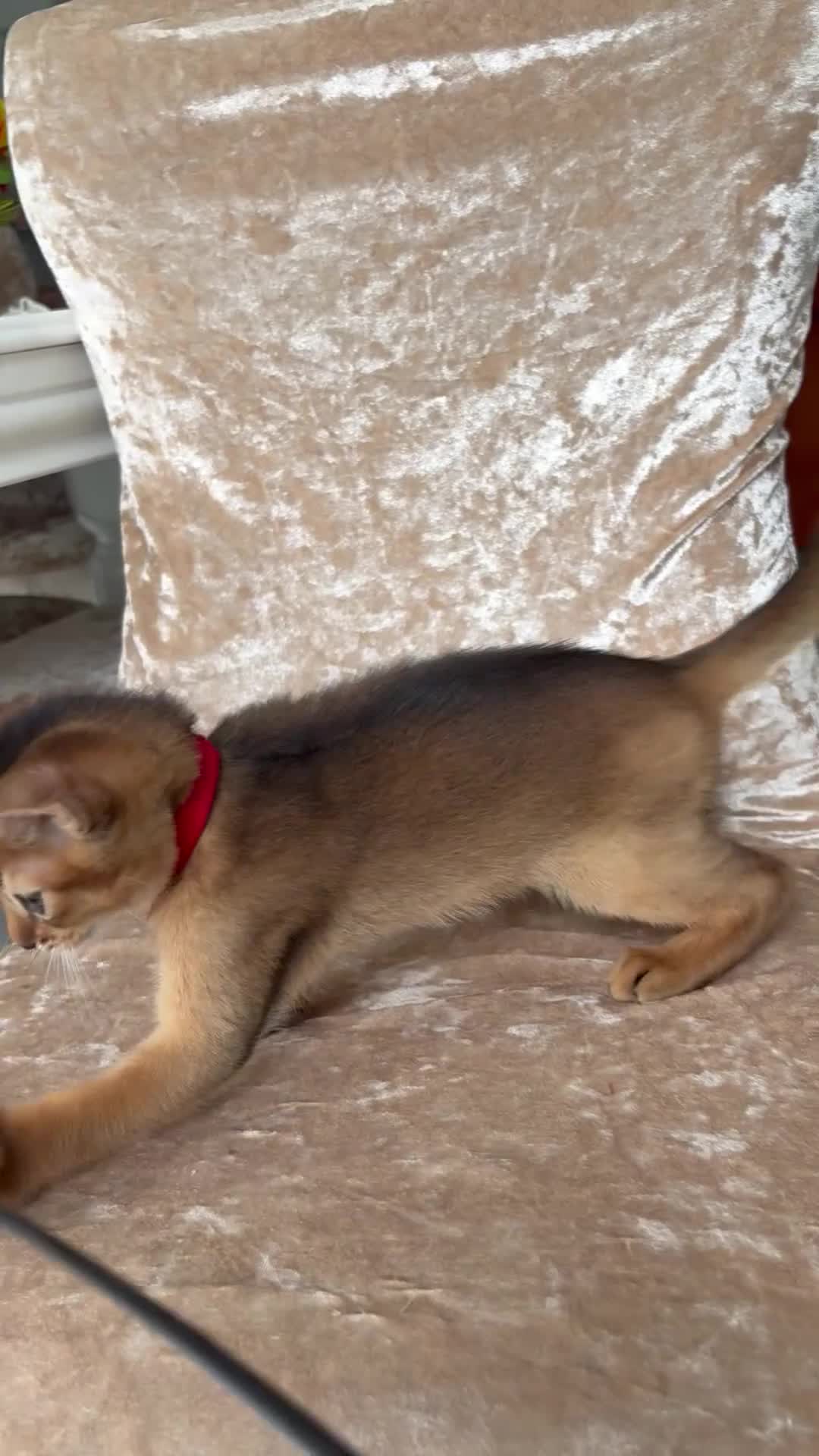 Abyssinian cats for sale: Beautiful abyssinian kittens - Video 4