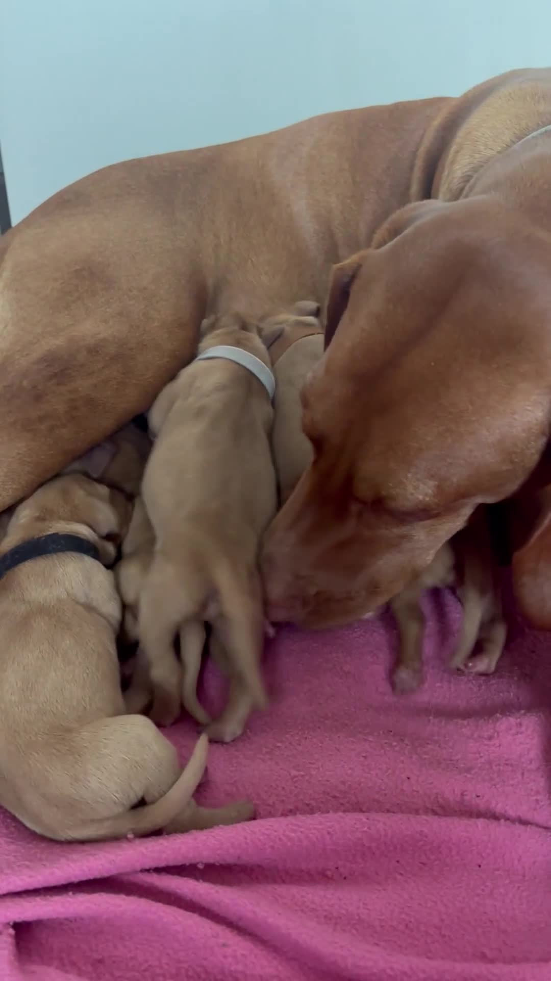 Hungarian Vizsla dogs for sale: Hungarian Vizslas Puppies for sale  - Video 1