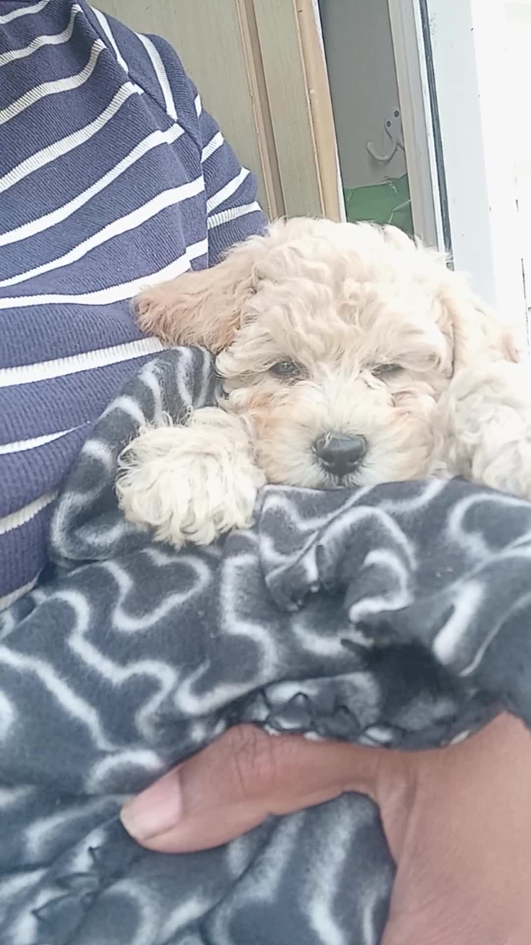 Miniature Poodle dogs for sale: Handsome Boy looking for forever Home: mini poodle - Video 3