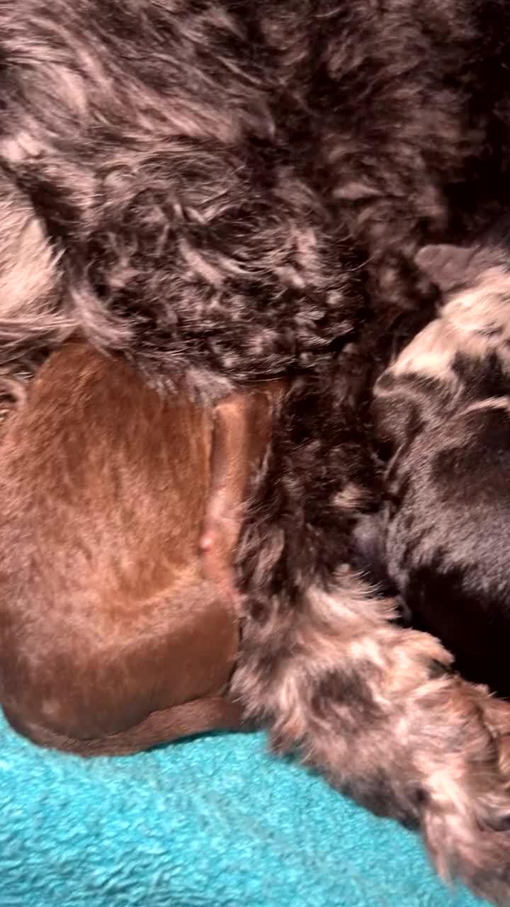 Cavapoo dogs for sale: Toy Cavapoo f1b puppies in Pontypool - Video 2