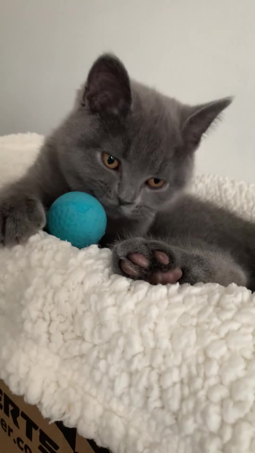 British Shorthair cats for sale: British Shorthair Grey Blue Kittens💛 - Video 1