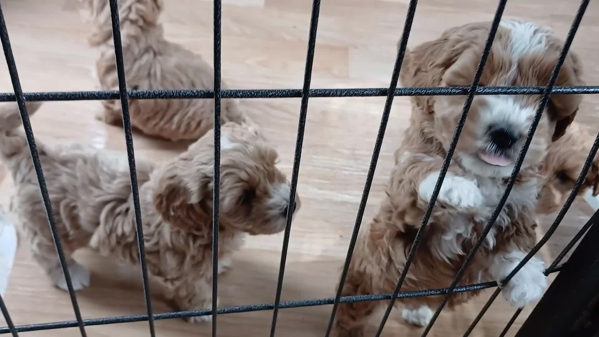 Havapoo dogs for sale:  READY TO GO afterTuesdayLovely havapoos,2Girls1Bo - Video 1