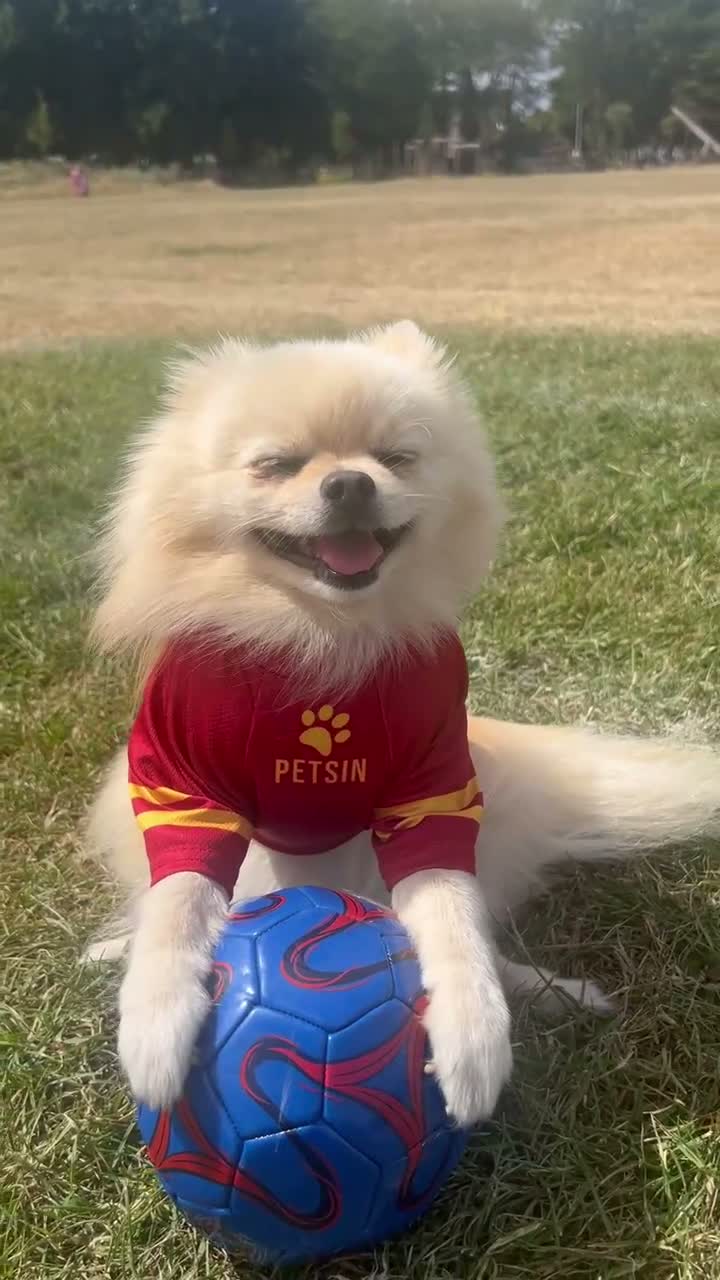 Pomeranian dogs for stud: A handsome Pomeranian male for stud 😍 in London - Video 3